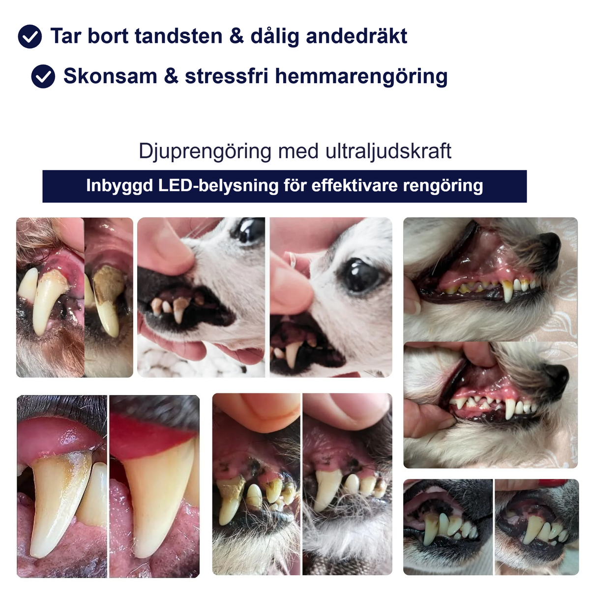 Före och efter - resultat av ultraljudsrengöring av hundtänder