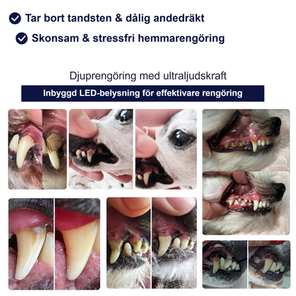 Före och efter - resultat av ultraljudsrengöring av hundtänder
